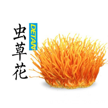 Gold Color Cordyceps Flowers/ Cordycep Militaris Mushrooms